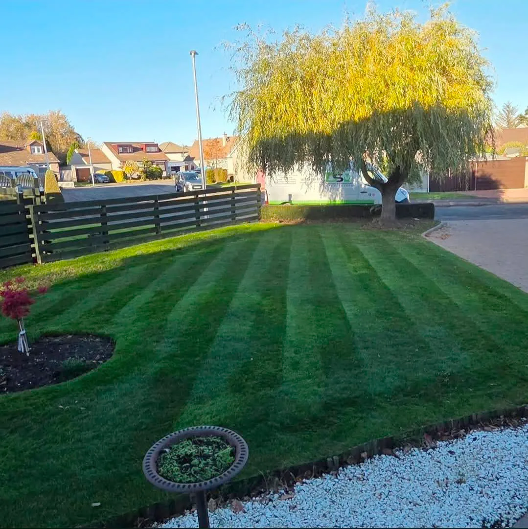 Wide striped lawn beneath a willow tree