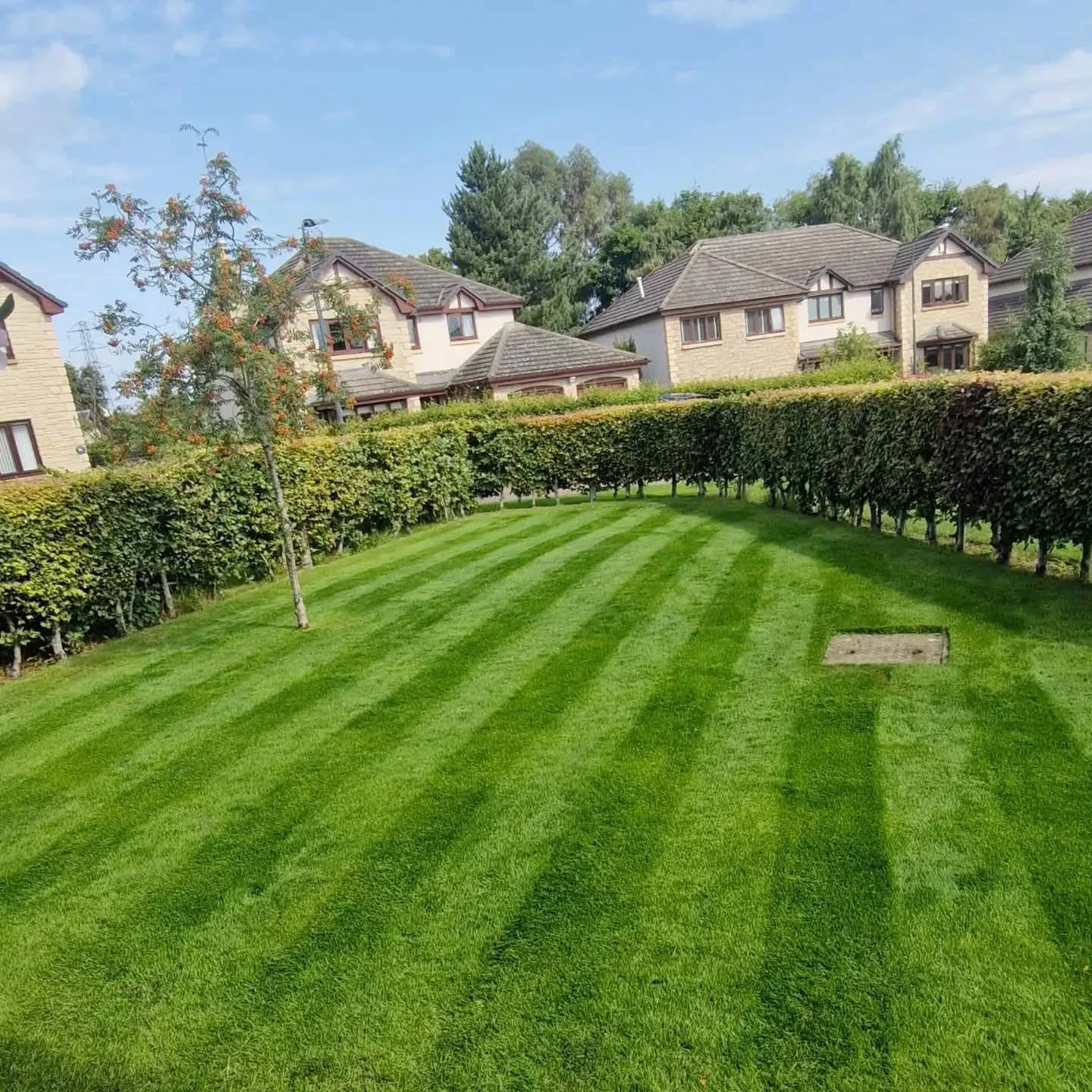 Mowing stripes on a hedge-lined lawn