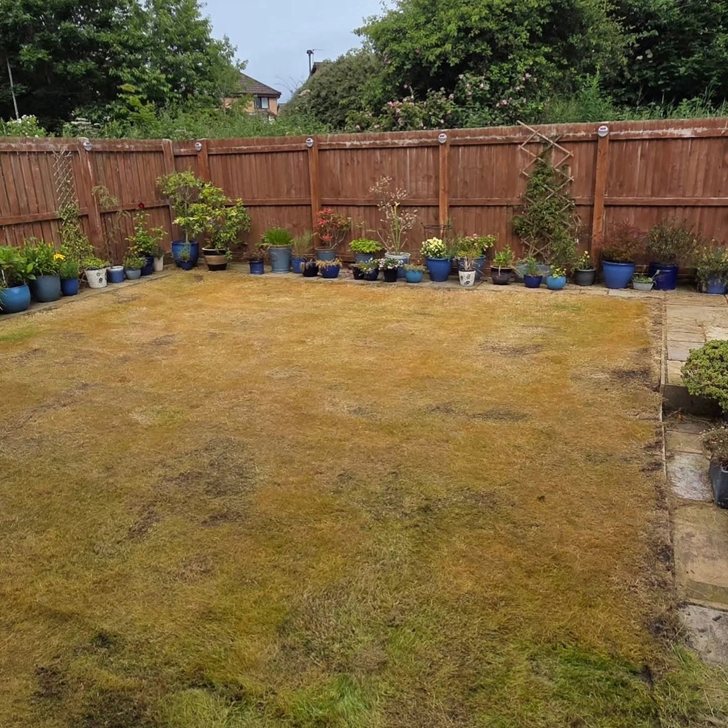Yellowed, weed-killed lawn in a Dalkeith back garden before DSM scarified, topdressed and overseeded it