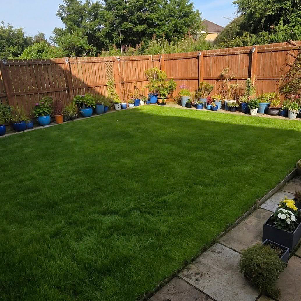 Our Work Lawn Renovation in Dalkeith