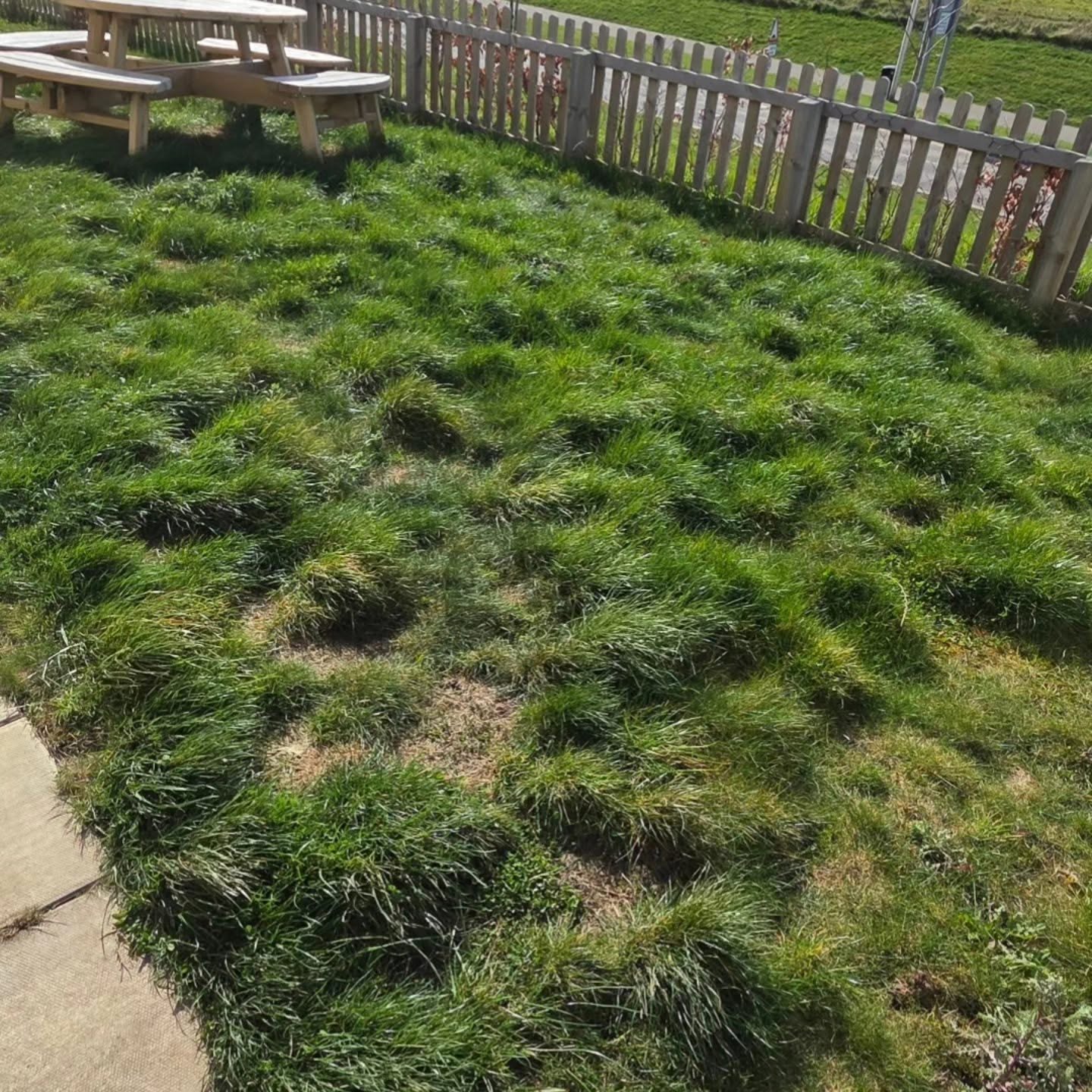 Rough, tufted lawn in Wallyford before DSM took it on, coarse clumps with thin yellowed ground between them