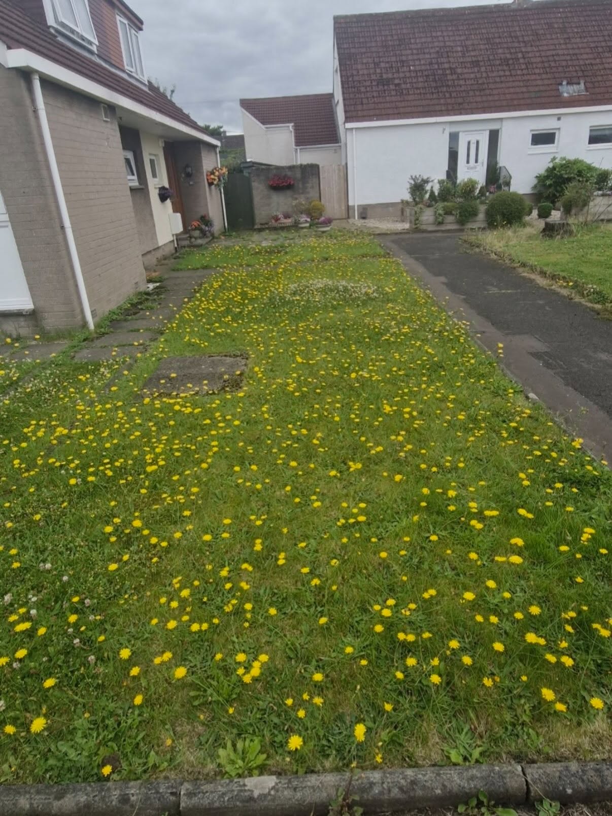 Front lawn in Musselburgh covered in yellow weed flowers and clover, beside a driveway, before DSM's treatments
