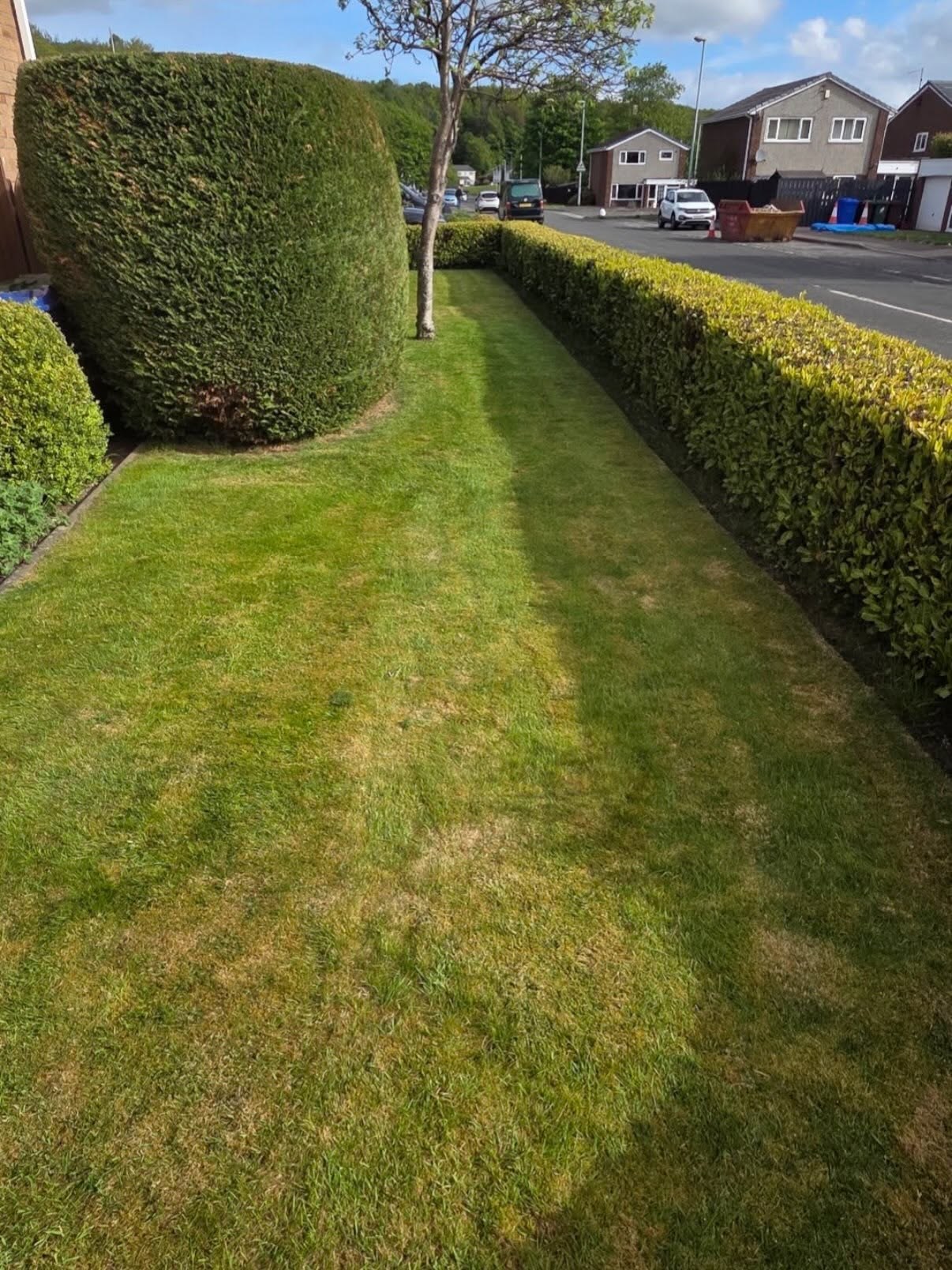 Narrow lawn between a rounded conifer and a hedge in Newbattle, thin and yellowed with moss early in the season