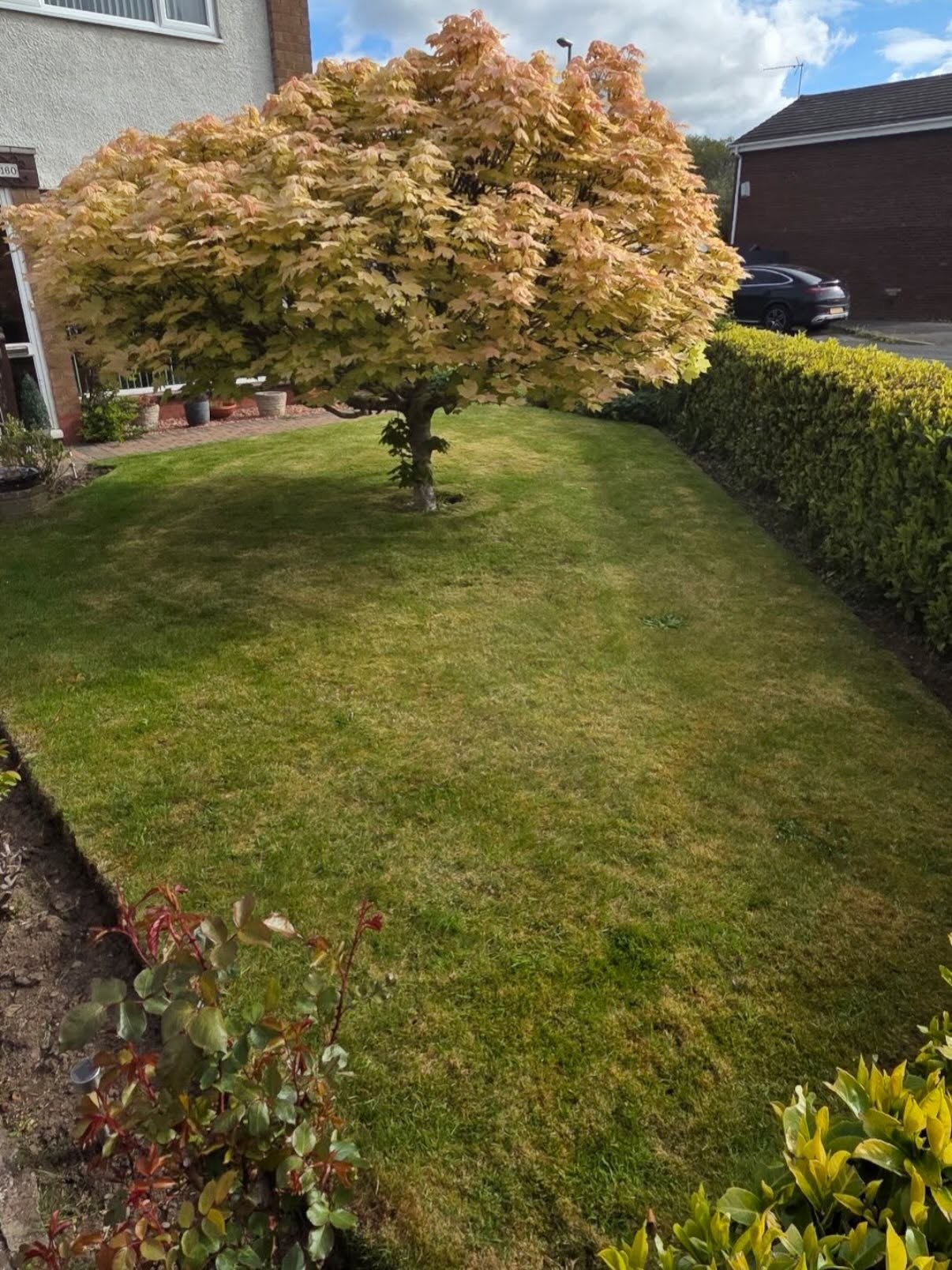 Sloping front lawn under an acer in Newbattle, edged by a privet hedge, after regular treatments