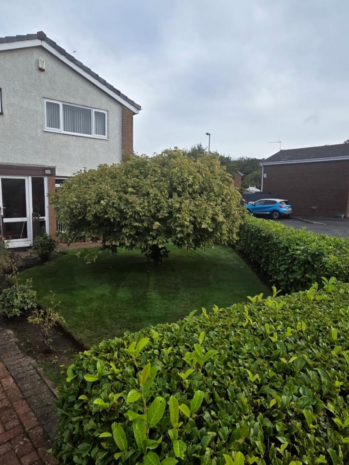 Front lawn in Newbattle with a rounded shrub and laurel hedge, green after a season of care
